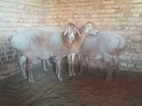 Schaf, Arashan sheep — Foto 2