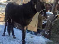 Horse (M), Horses — photo 8