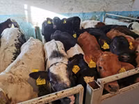 Toro, Ganado vacuno — foto 3