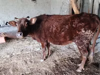 गाय, मवेशी — फ़ोटो 3