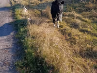 Kuh, Russian Black pied cattle — Foto 1