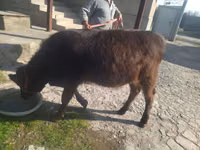 Vaca, Swiss cattle — foto 3