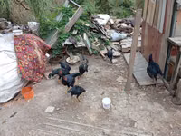 Chickens — 1-сурет
