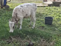 公牛, Kazakh White-headed cow — 照片 2