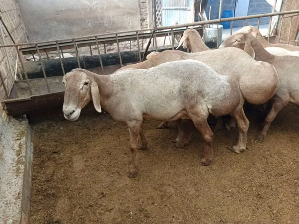Oveja, Arashan sheep — Kirguistán