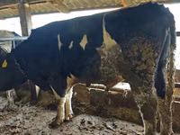 Bulle, Russian Black pied cattle — Foto 1
