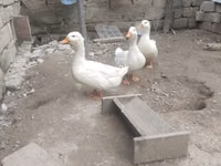 Deutscher Pekin — Foto 1