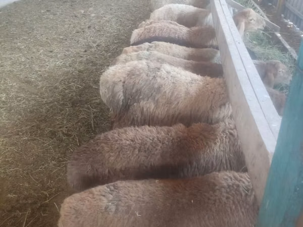 Schaf, Schafe