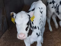 Bovinos (lote, sexo no especificado), Russian Black pied cattle — foto 7