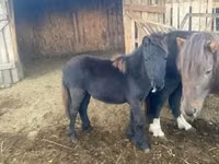 Mare, Shetland Pony — photo 2