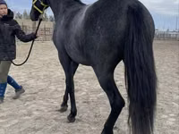 Stute, Friesian — Foto 6
