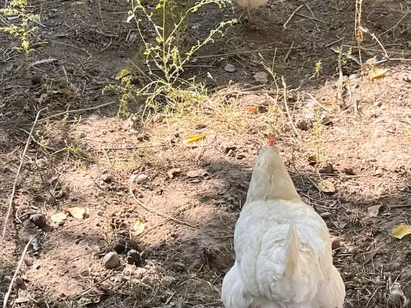 Leghorn