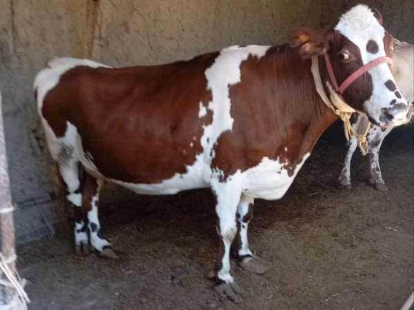 गाय, Simmental cattle — उज़्बेकिस्तान