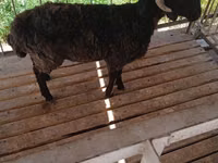 Ram, Sheep — photo 3