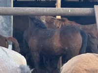 Mare, Horses — photo 1