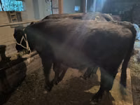 Toro, Ganado vacuno — foto 7