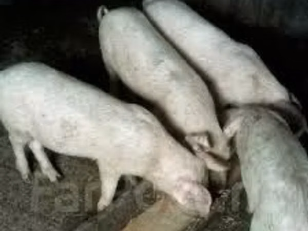 Cerdos (lote, sexo no especificado),  — Kazajistán