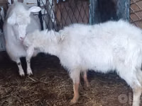 Ziege, Alpine goat — Foto 5