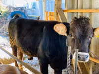 ثور, Swiss cattle — الصورة 2
