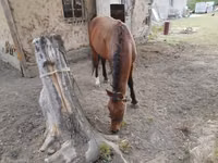 Hengst, Karachay horse — Foto 3