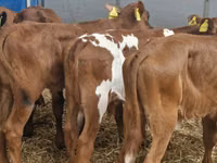 ІҚМ (топ, жынысы көрсетілмеген), Simmental cattle — 2-сурет