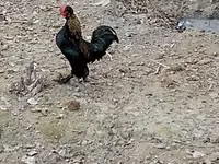 Japanisches Bantam — Foto 3