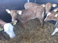 Bulle, Simmental cattle — Foto 1