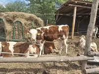 بقرة, Simmental cattle — الصورة 3