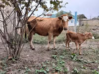 Bull, Cattle — photo 1