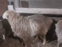 Qoʻchqor, Hissar sheep — 3-rasm