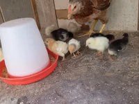 Chickens — 5-сурет
