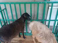 Ovejas (lote, sexo no especificado), Ovejas — foto 3