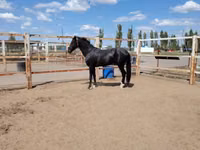 Hengst, Akhal-Teke — Foto 2