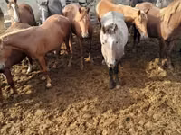 Stute, Horse breed — Foto 2