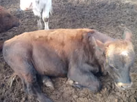Bulle, Aberdeen-Angus — Foto 2