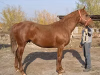 حصان, Thoroughbred horse — الصورة 4