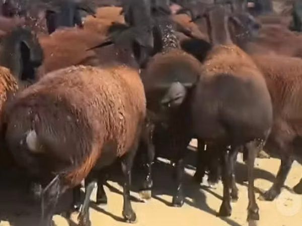 Sheep, Sheep