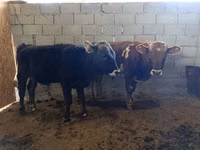 公牛, Cattle — 照片 2