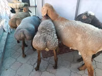 Кочкор, Арашан — сүрөт 2