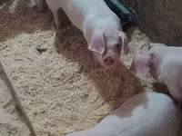 Schweine (Partie, Geschlecht nicht angegeben), Schweine — Foto 7