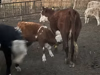 Toro, Simmental cattle — foto 3