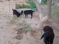母山羊, Goats — 照片 4