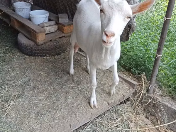 母山羊, Saanen goat — 哈萨克斯坦