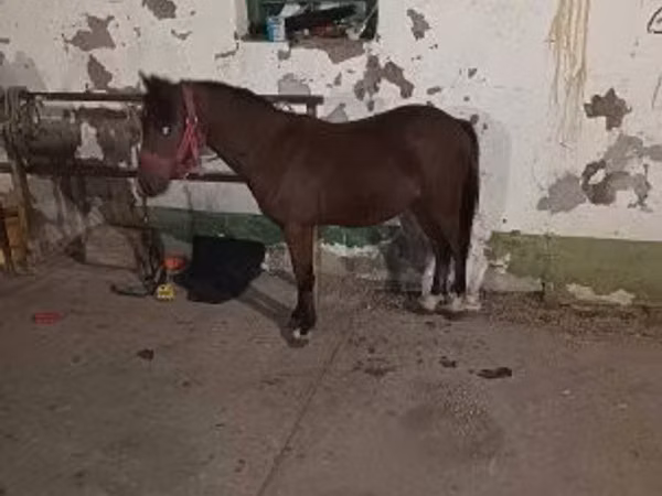 Caballo, Caballos