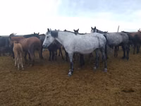 Mare, Horses — photo 2
