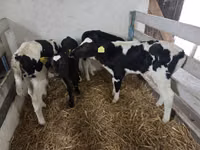 Vaca, Russian Black pied cattle — foto 2