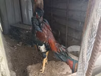 Chickens — Foto 1