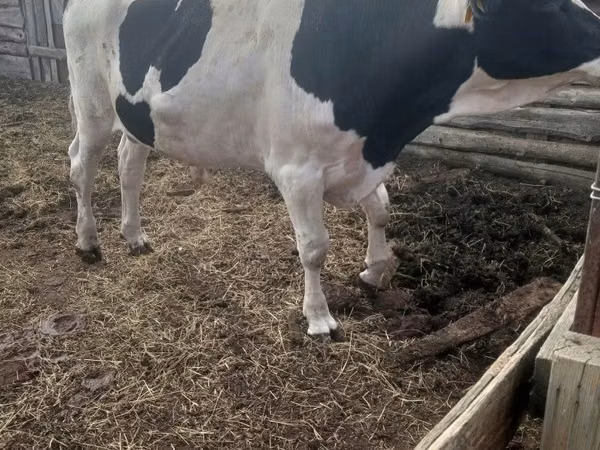公牛, Russian Black pied cattle — 哈萨克斯坦