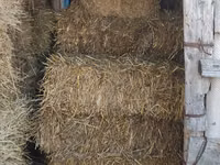 Vând nutreț pentru animale . — 5-rasm