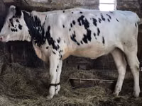 Vaca, Russian Black pied cattle — foto 2